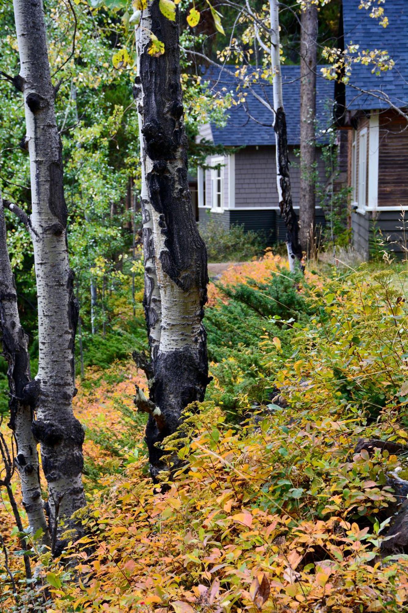 Johnston Canyon Lodge & Bungalows Castle Junction Exterior foto